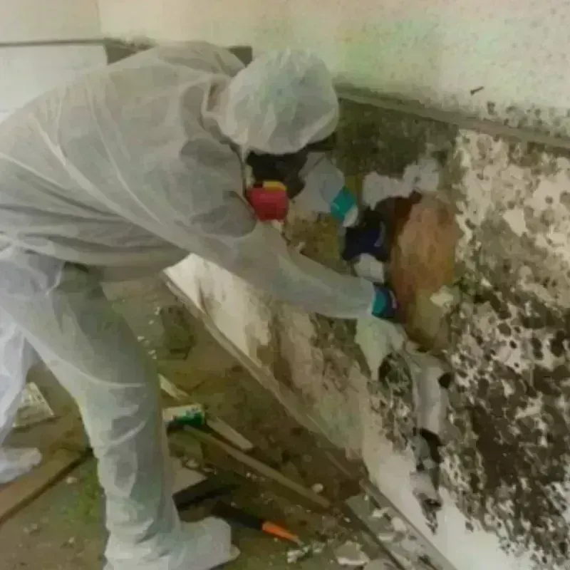 Mold Remediation and Removal in West Branch, IA